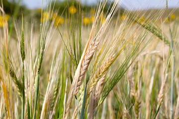 Fototapeta premium Ears of rye
