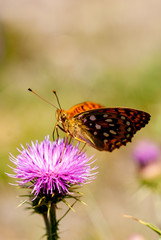 Spotted fritillary in Pyrenees