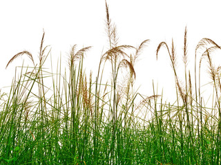 reeds of grass isolated on white background