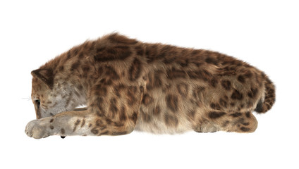 Fototapeta premium Big Cat Smilodon