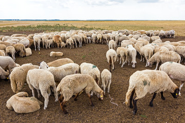 Fototapeta premium Flock sheep are resting on meadow.