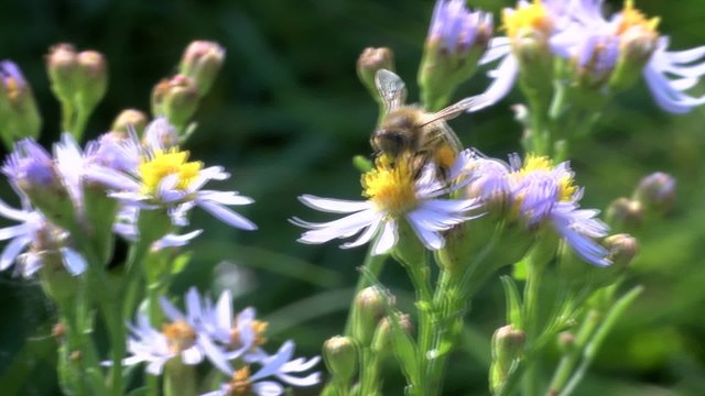 Weltnaturerbe Wattenmeer: Salz-Aster,Strand-Aster