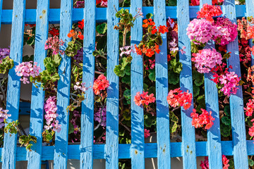 Bright flowers of geranium blue wooden fence.