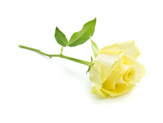 pale yellow and green rose isolated
