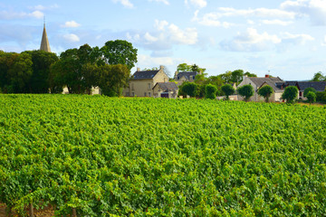 Fototapeta na wymiar Weinanbau bei der Loire Frankreich