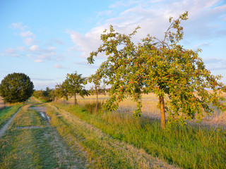 Herbstanfang im Oktober, Apfelbäume mit Äpfeln am Feldweg, Abendsonne im Sommer, Erntezeit
