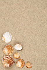 Fototapeta na wymiar Strandszene Sand Strand im Urlaub mit Muscheln und Textfreiraum