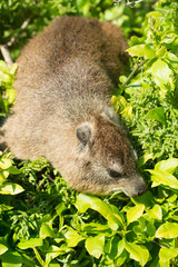 Rock dassie
