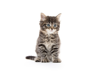 Cute baby tabby kitten on white