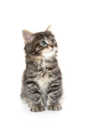 Cute baby tabby kitten on white