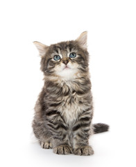 Cute baby tabby kitten on white
