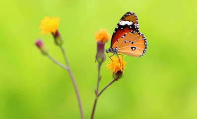 Fototapeta premium Monarch Butterfly with reed of grass and green environment background