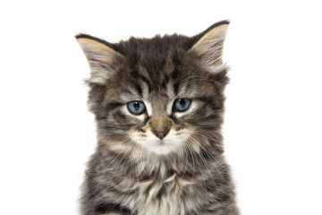 Cute baby tabby kitten on white