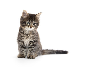 Cute baby tabby kitten on white