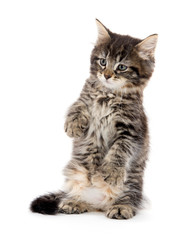Cute baby tabby kitten on white