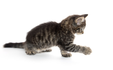 Cute baby tabby kitten on white