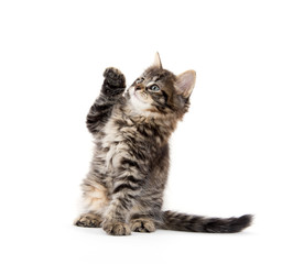 Cute baby tabby kitten on white