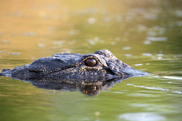 Large American alligator in The water