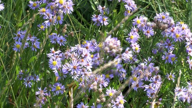Weltnaturerbe Wattenmeer:Salz-Aster, Strand-Aster, Salzwiese