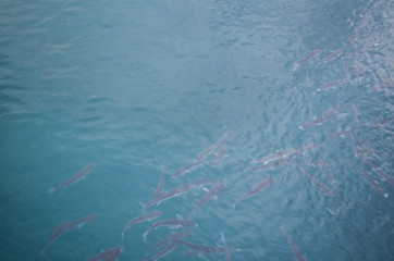 School of Sea Fish