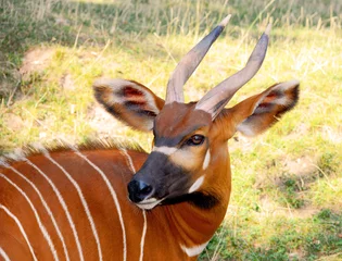 Wandcirkels Antilope Eastern Bongo’s Intense Gaze: Captivating Wildlife Portrait Rare Antelope in Natural Habitat Stunning Stock Photo for Nature and Conservation Projects  © Moneynetar 
