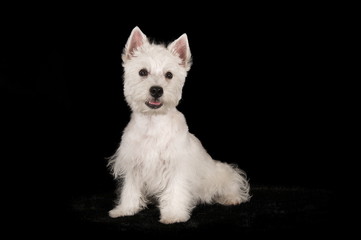 Westie en studio sur fond noir