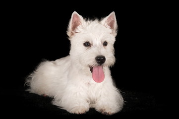 Westie en studio sur fond noir
