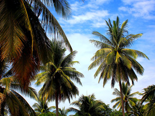 Fototapeta na wymiar coconuts tree with the sky t an island
