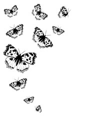 butterflies design