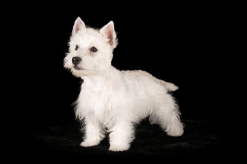 Westie en studio sur fond noir