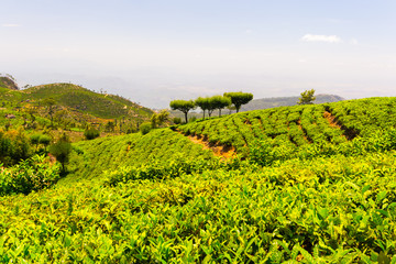 Fototapeta na wymiar Tea plantation green landscape in Sri Lanka
