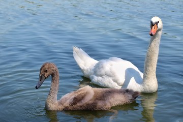 Swan on a pond with a young Hrusovany. 