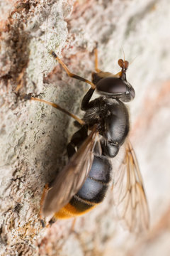Blera fallax on wood