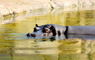 Hippopotamus. Hippo diving underwater. Stock photo.