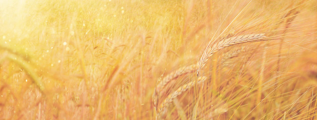 field of golden rye