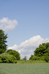 Hunting hide by wood green fields of grain