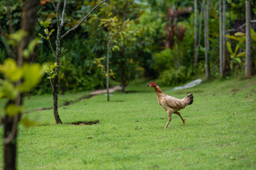 cock walking on green grass