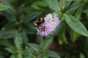 Bee on a flower