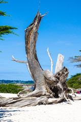 Dry Tree Trunk on California Beach
