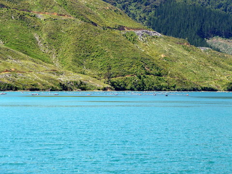 Bootstour durch die Marlborough Sounds, Südinsel  Neuseeland