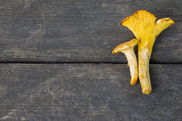 golden chanterelle mushrooms on a rustic wooden background - obrazy, fototapety, plakaty