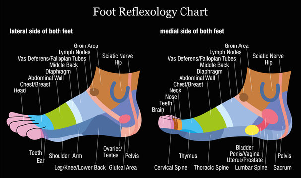 Foot reflexology chart - inside and outside view of the feet - with description of corresponding internal organs and body parts. Vector illustration on black background.