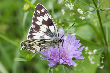 Schachbrettfalter, Damenbrettfalter, Schmetterling, Melanargia galathea