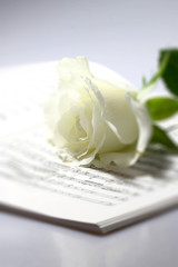 Rose music book.
White rose flower on music book.