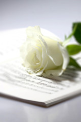 Obraz premium Rose music book. White rose flower on music book.