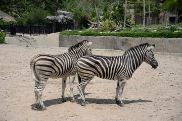 Fototapeta na wymiar Twin zebra in Thailand zoo