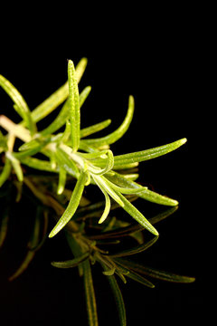 Rosemary.
Rosemary plant leaves reflected on black background.