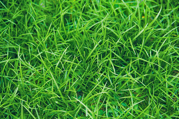Green grass
