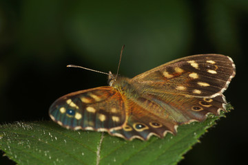 Speckled Wood