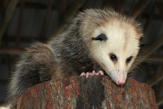 Mature Opossum Looking Down From Inside A Barn